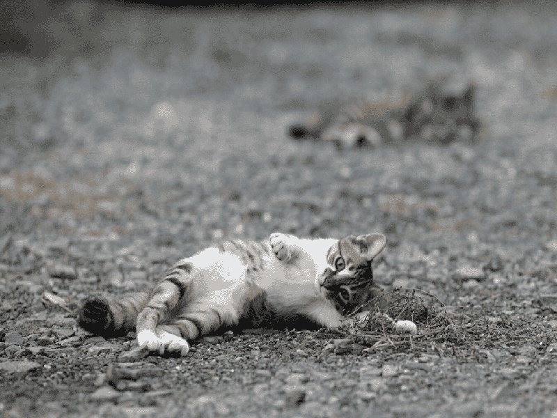 <strong>美国和泰国试管费用（试管移植家属必须在）</strong>